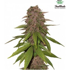 C4 Auto - FastBuds